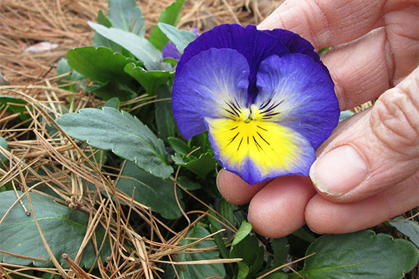 First Annual Pansy Festival at Singing River Farm May 2