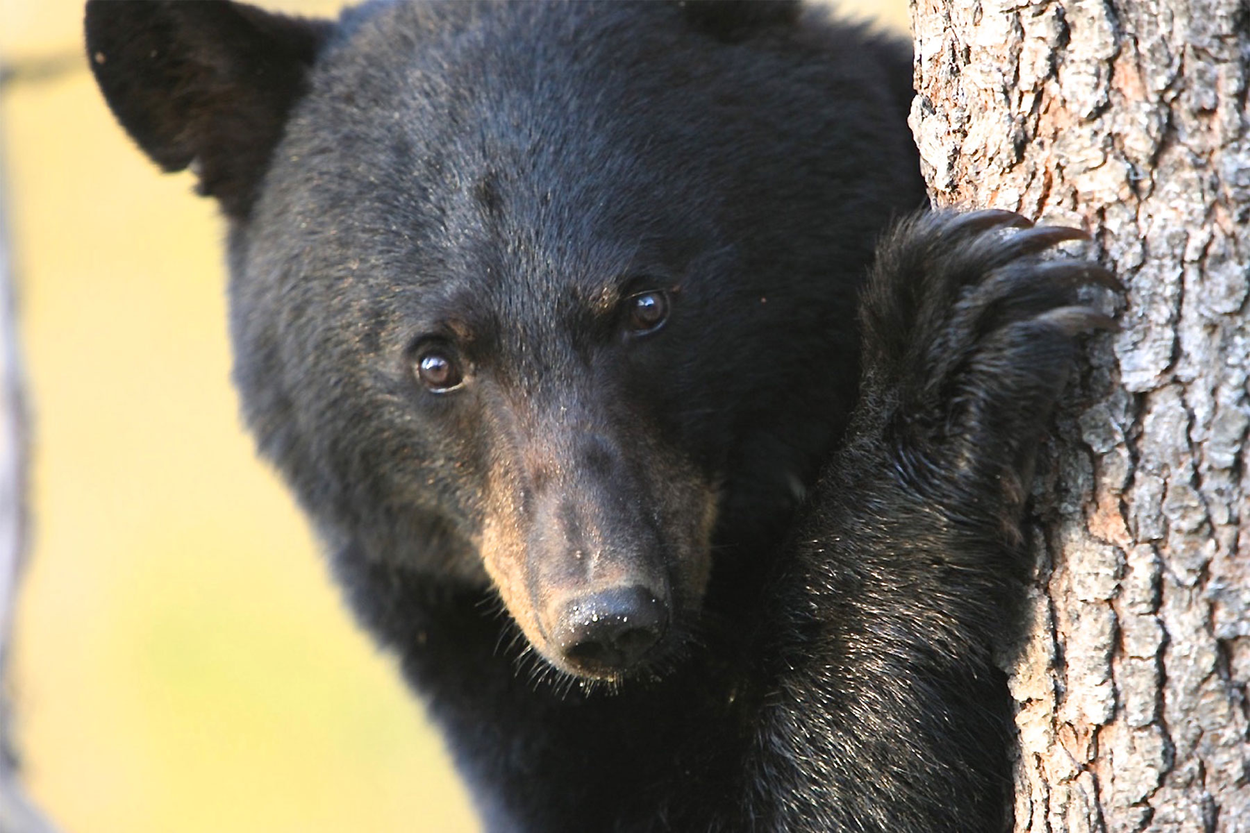 Nationally Recognized Wildlife Biologist to Present Talk on Black Bears Wednesday, Oct 26 in Chester