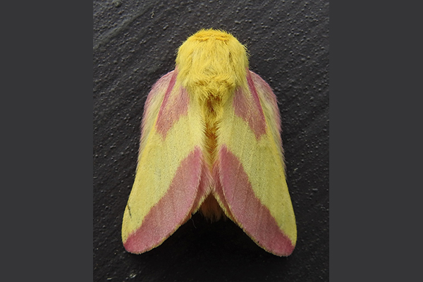 Our Nighttime Jewels: Discover The Moths of Vermont With JoAnne Russo and The Nature Museum
