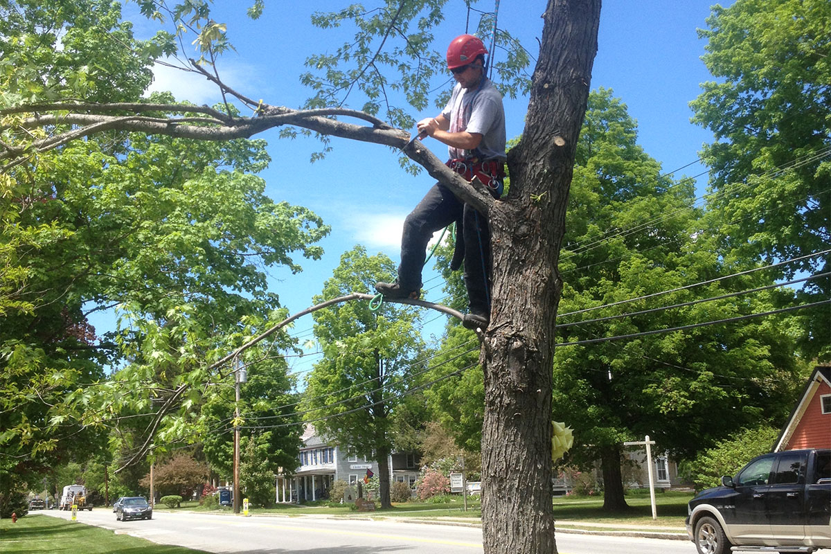 Tackling Trees on the Green and Adding Flowers around Chester