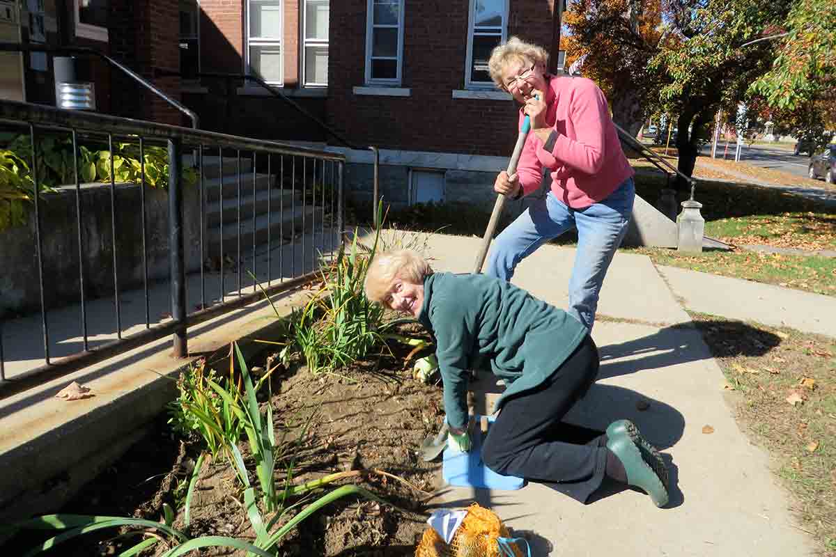 More Daffodils Planted in Chester