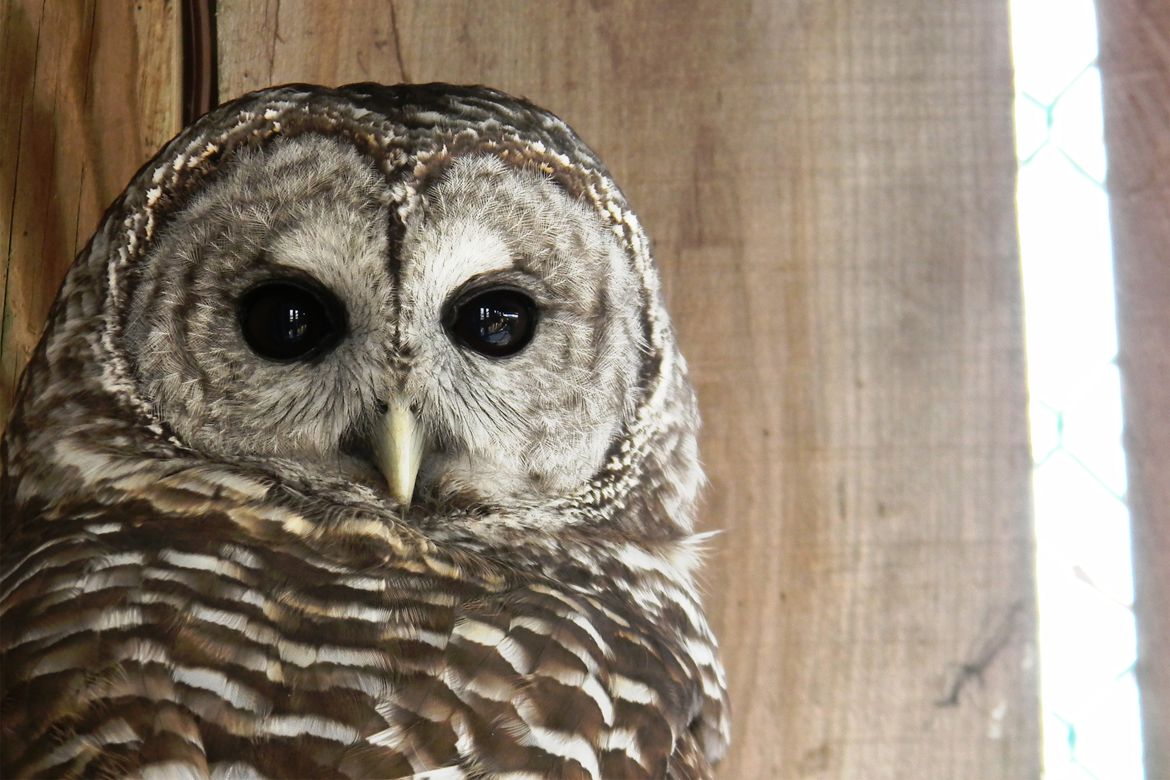 The Nature Museum and The Windham Foundation Announce Celebratory Event in Honor of Earth Day