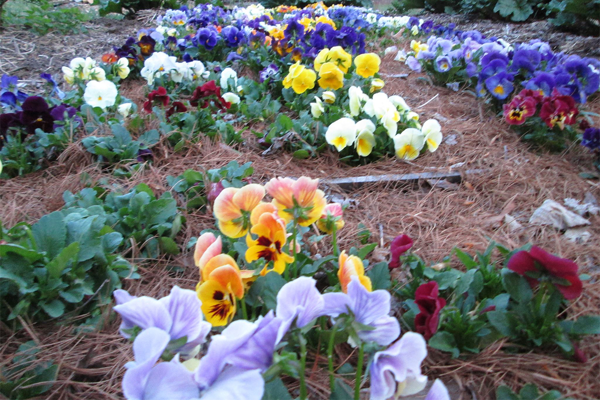 Third Annual Pansy Festival at Singing River Farm Saturday, April 22