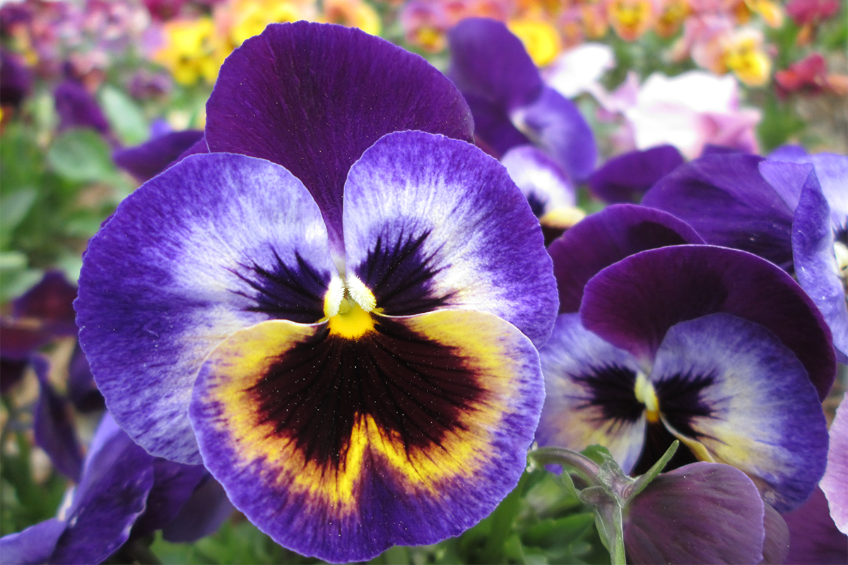 Third Annual Pansy Festival Coming Soon