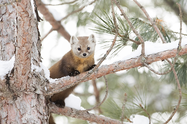 American Martens and Winter Animal Tracking: Join Vermont Wildlife Biologist Chris Bernier for Two Unique Wildlife Programs with The Nature Museum