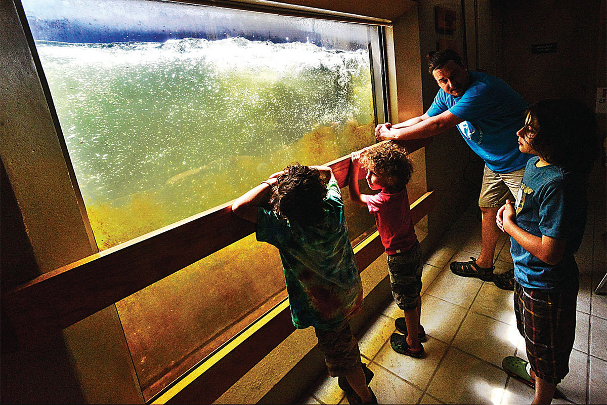 The Bellows Falls Fish Ladder and Visitor Center Opens for the Summer; Open House on June 15th and Weekly Free Kids Programming begins June 18th