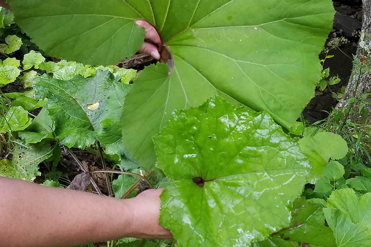 Be On The Lookout For Butterbur - Protect Our Streams and Wetlands