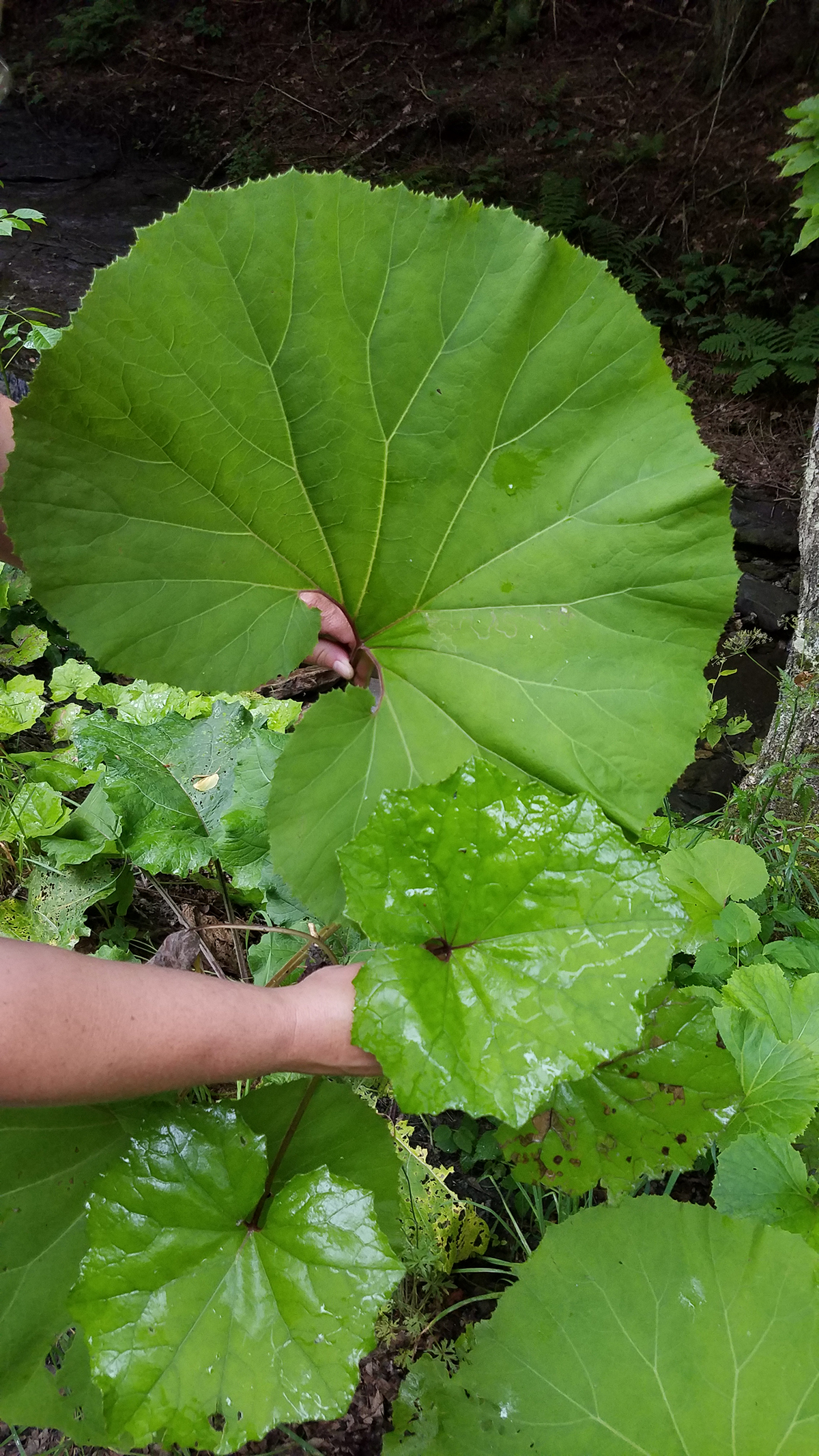 BRAT Director Kelly Stettner shows the difference between common Coltsfoot leaves and the much larger invasive Japanese butterbur