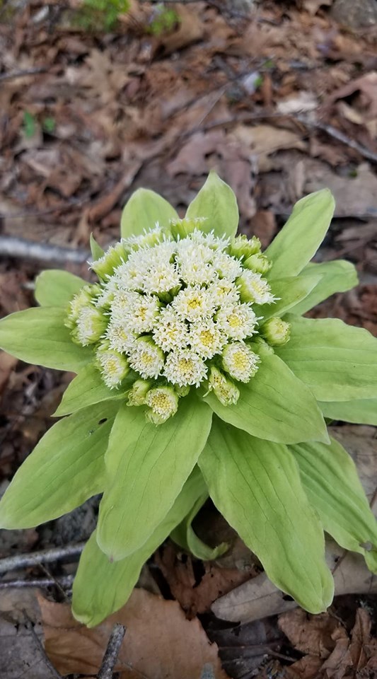 Flower stalk