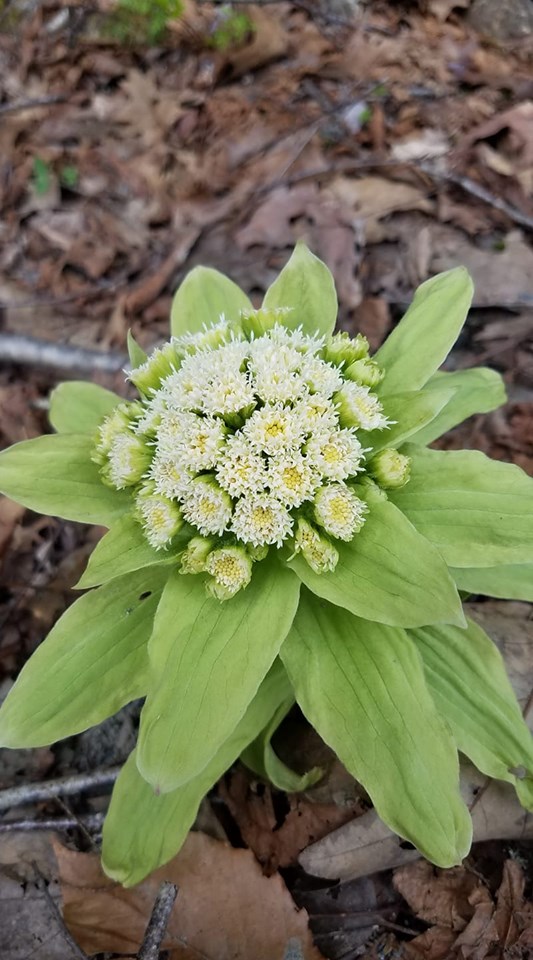 Flower stalk