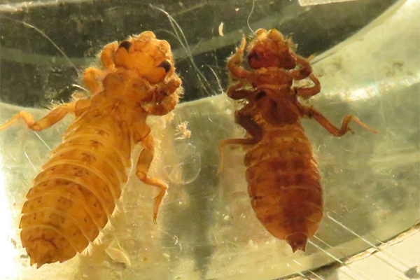 Stoneflies And Mayflies And Dragonflies - Oh, My!