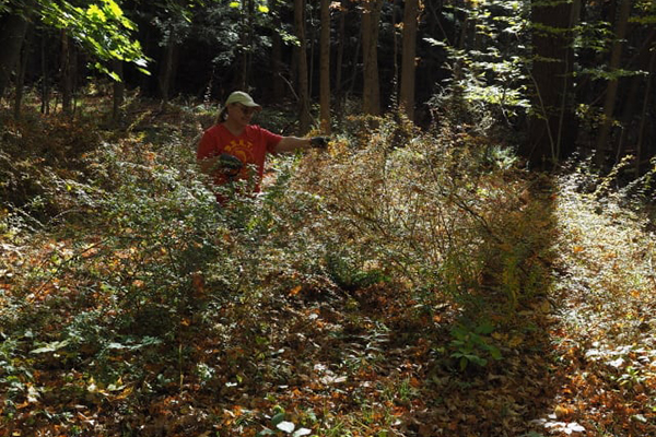 Black River Action Team Invasive Plant Management Day Targets Japanese Barberry Plants