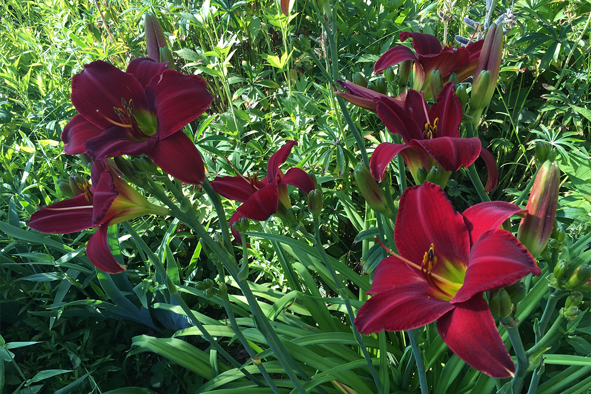 Chester Plant Sale May 28-30