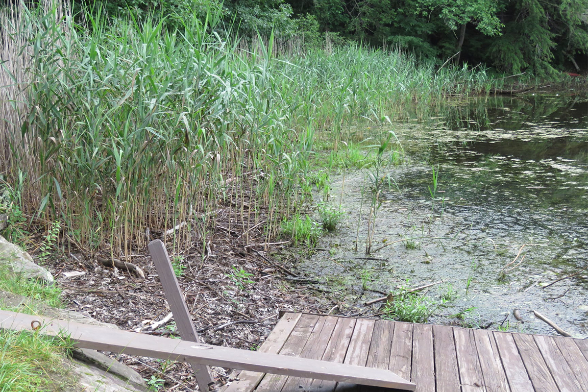 Help The Black River Action Team Manage Invasive Phragmites From Taking Over Amherst Lake