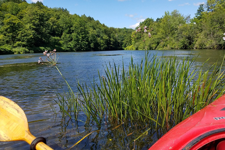 Join Southeast Vermont Aquatic Invasive Species Project For On-The-Water Session To View Invasive Flowering Rush