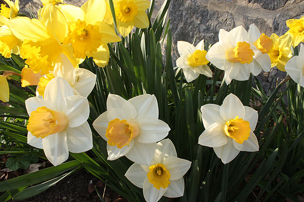 Scenes of spring in Chester, Vermont.